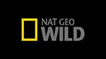Logo do canal  Nat Geo Wild